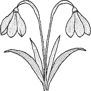 Snowdrop Flowers