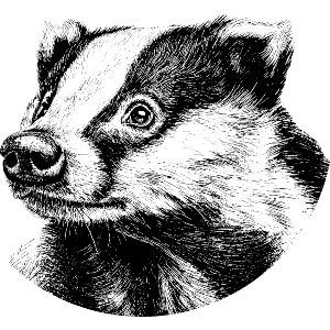 Badger Portrait