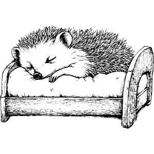 Cute Hedgehog Sleeping