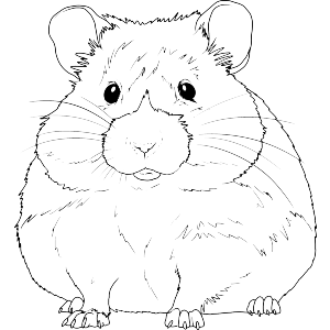 Chubby Hamster
