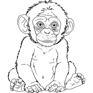 Charming Baby Monkey