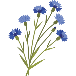 Bunch Of Cornflowers