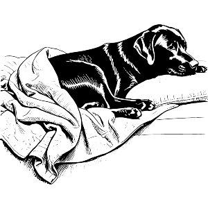 Black Labrador Retriever