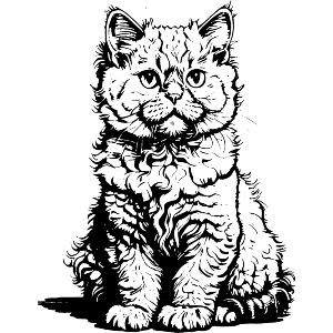 Selkirk Rex Cat Sitting