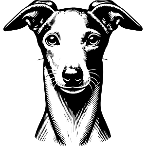 Italian Greyhound
