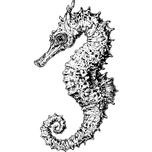 Single Seahorse Side View
