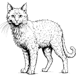 Laperm Cat