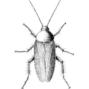 Cockroach Top View