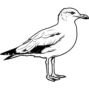 British Seagull