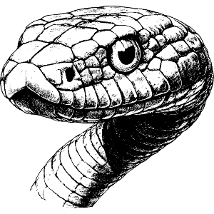 Snake Portrait