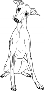 Italian Greyhound