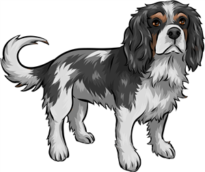 Cavalier King Charles