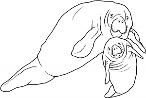 Manatee Mother & Calf