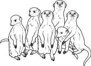 Mob Of Meerkats