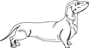 Dachshund