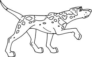 Dalmatian Dog