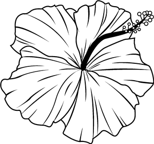 Hibiscus Flower