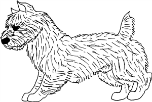 Cairn Terrier