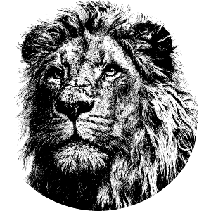 Lion Portrait