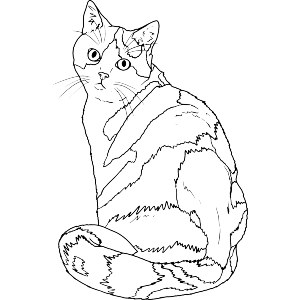 Curious Calico Cat
