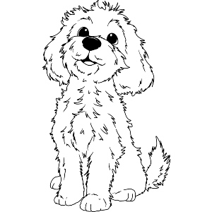 Cockapoo Puppy