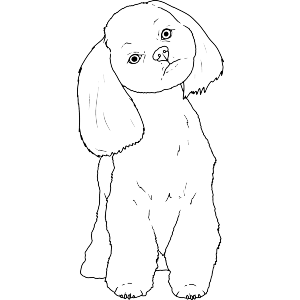 Shih Tzu Puppy