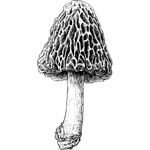 Morel Mushroom