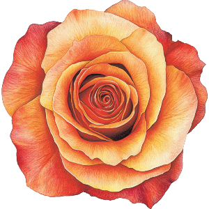 Orange Rose Top View