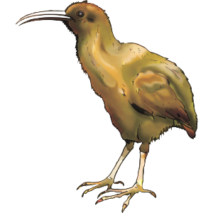 Kiwi Bird
