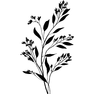 Herbal Plant Silhouette