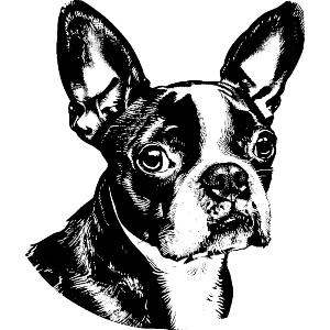 Boston Terrier Portrait