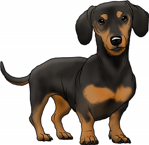 Dachshund