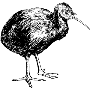 Kiwi Bird Side View