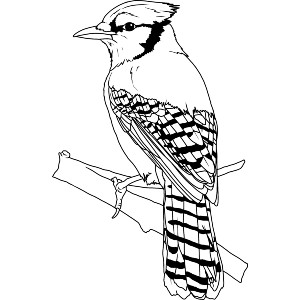 Blue Jay on a Branch
