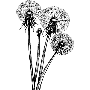 Dandelion Plant