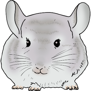 Gray Chinchilla
