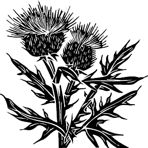 Abstract Thistles