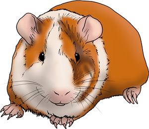 Guinea Pig