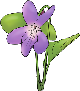 Violet Flower
