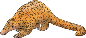 Cute Pangolin