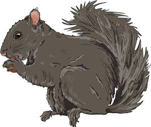 Squirrel Eating Acorn