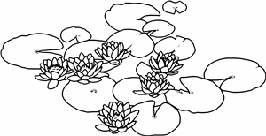 Water Lilies