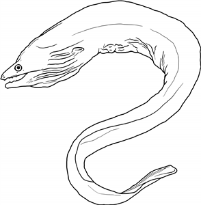 Moray Eel
