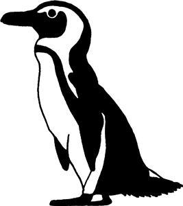 African Penguin