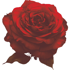 Dark Red Rose