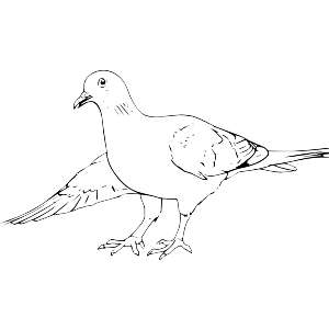 Bowing Pigeon