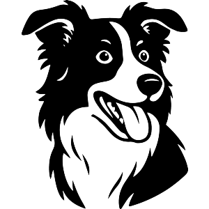 Happy Border Collie