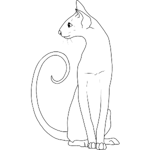 Elegant Sitting Siamese Cat