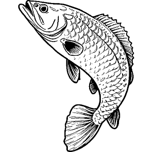 Pike Fish
