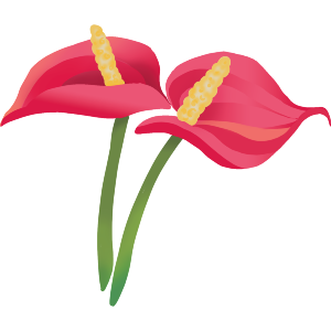 Red Anthurium Tropical Flower